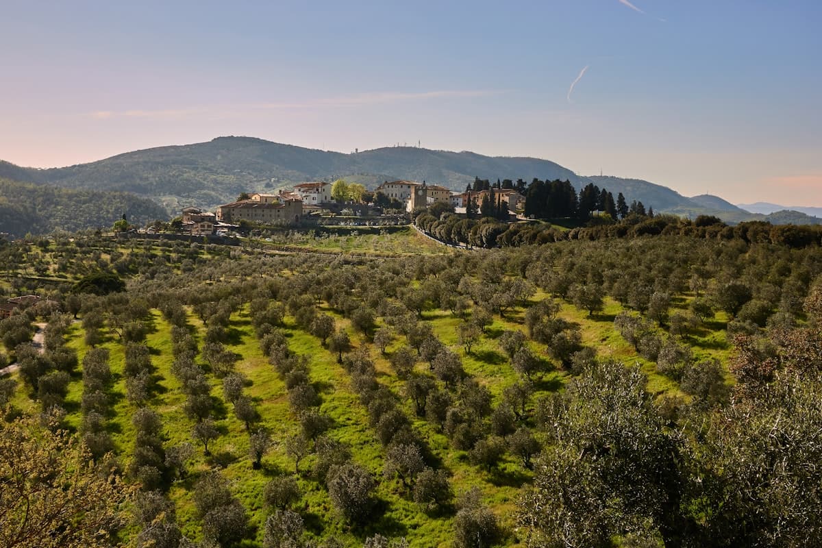 Großes Olivenfeld · Khalo · Afrin – 2