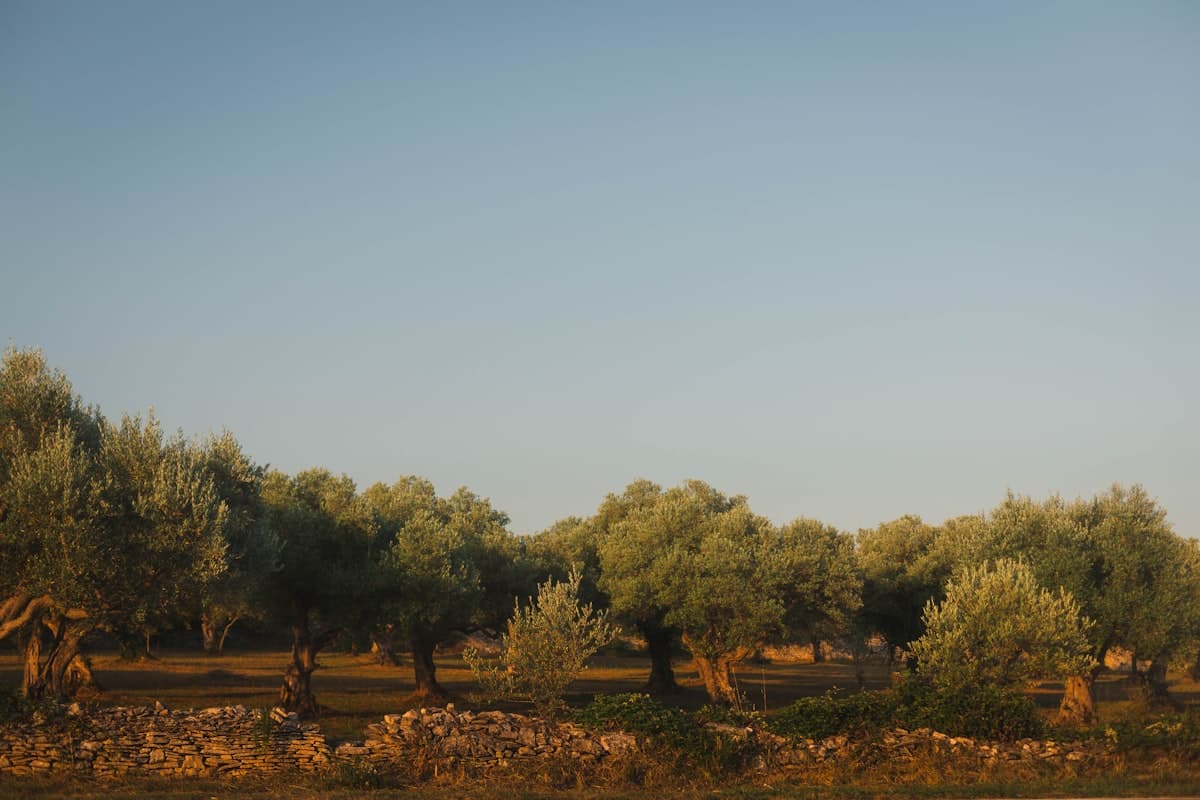 Olivenfeld · Sorani · Kobane – 1