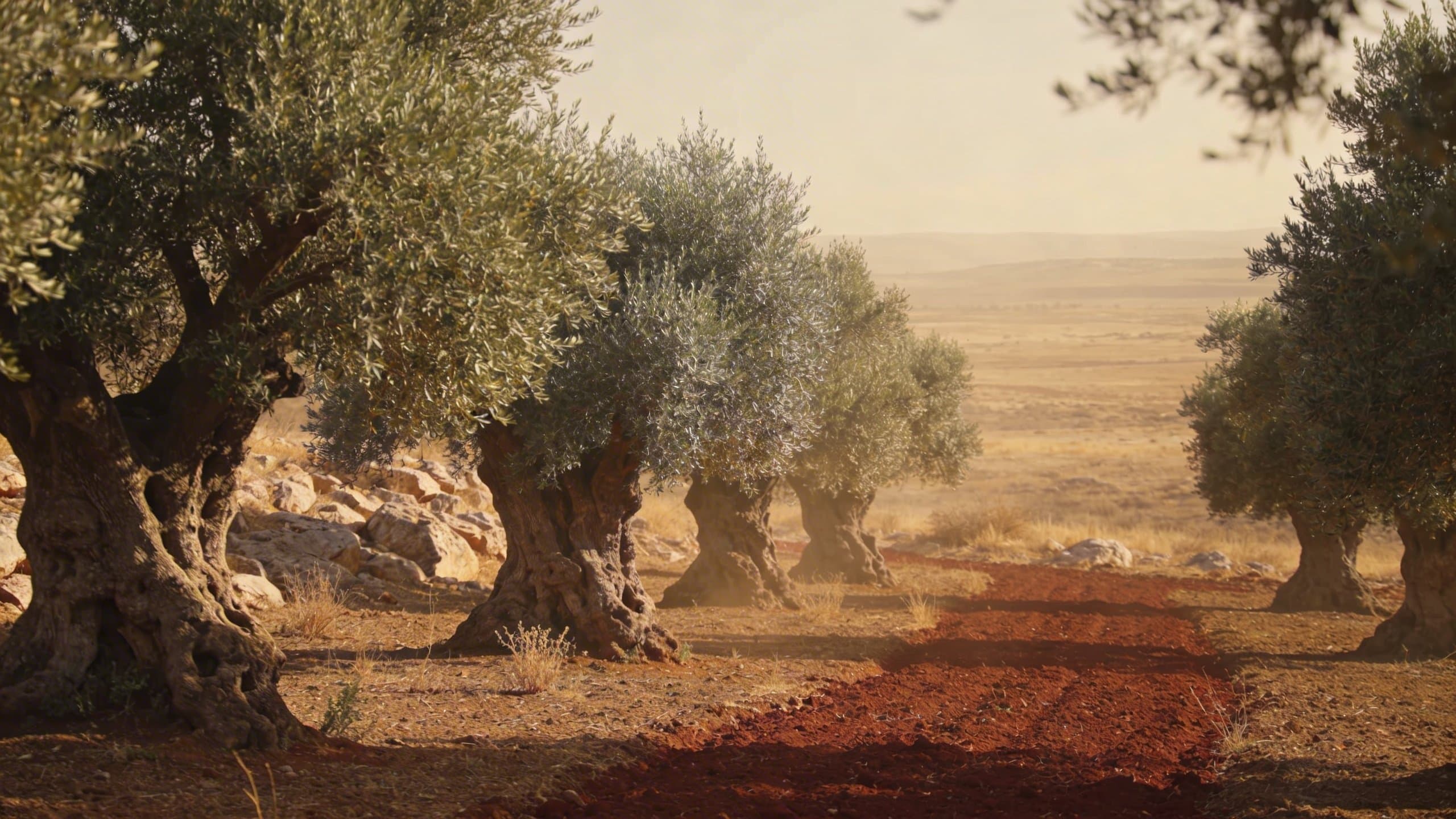 Olivenfeld · Sorani · Kobane