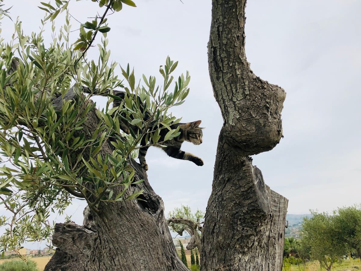 Olivenfeld · Qaisi · Manbij – 3